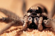 Wolf Spider (zc) (Lycosidae sp)